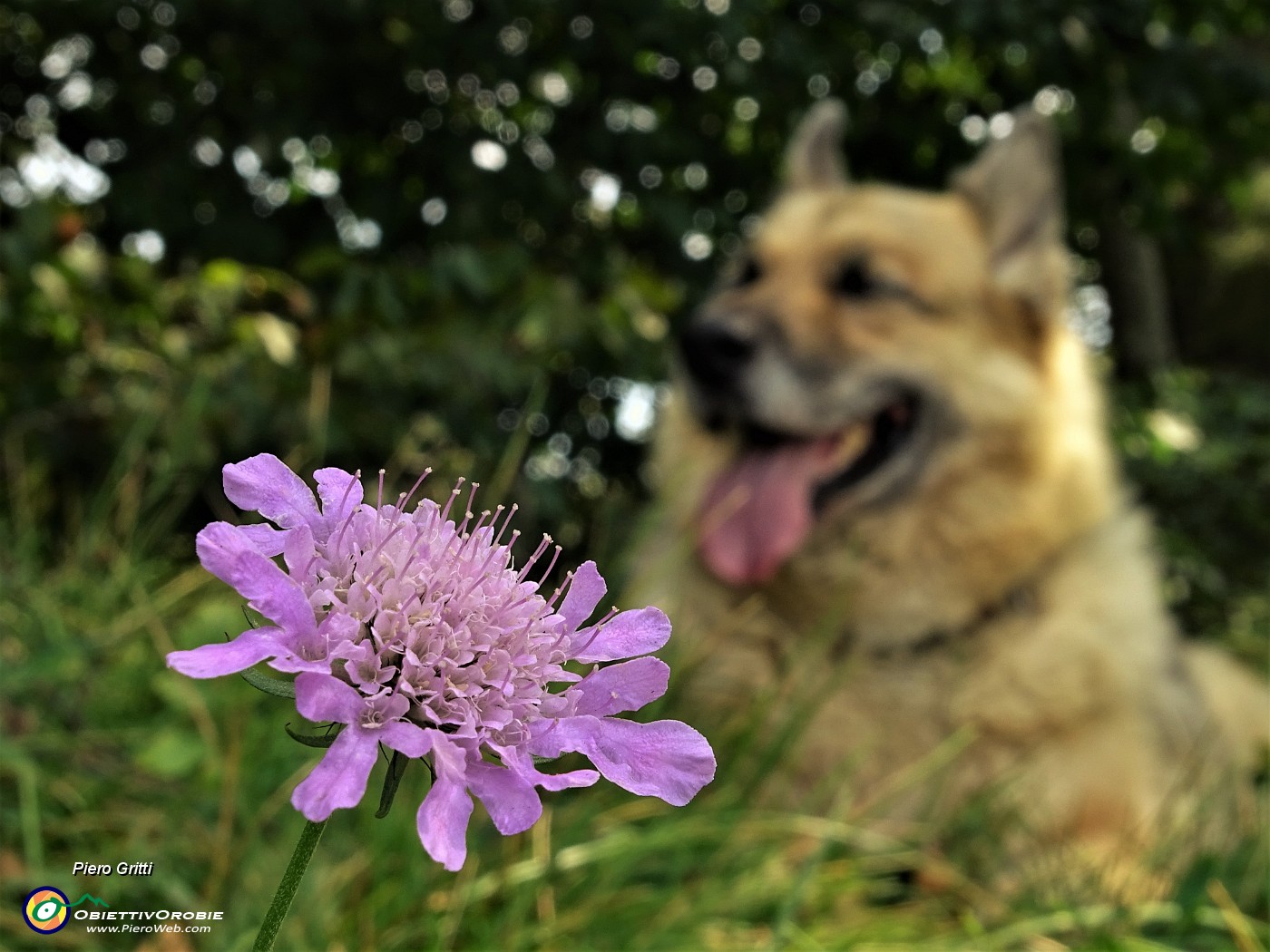 70 Bello sostare ancora all'ombra accanto ad un bel fiore.JPG